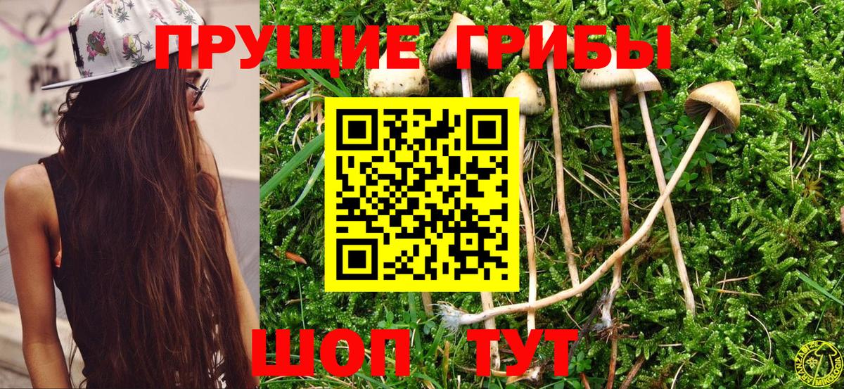 Муром  Псилоцибиновые грибы Psilocybine cubensis  Вход с VPN 